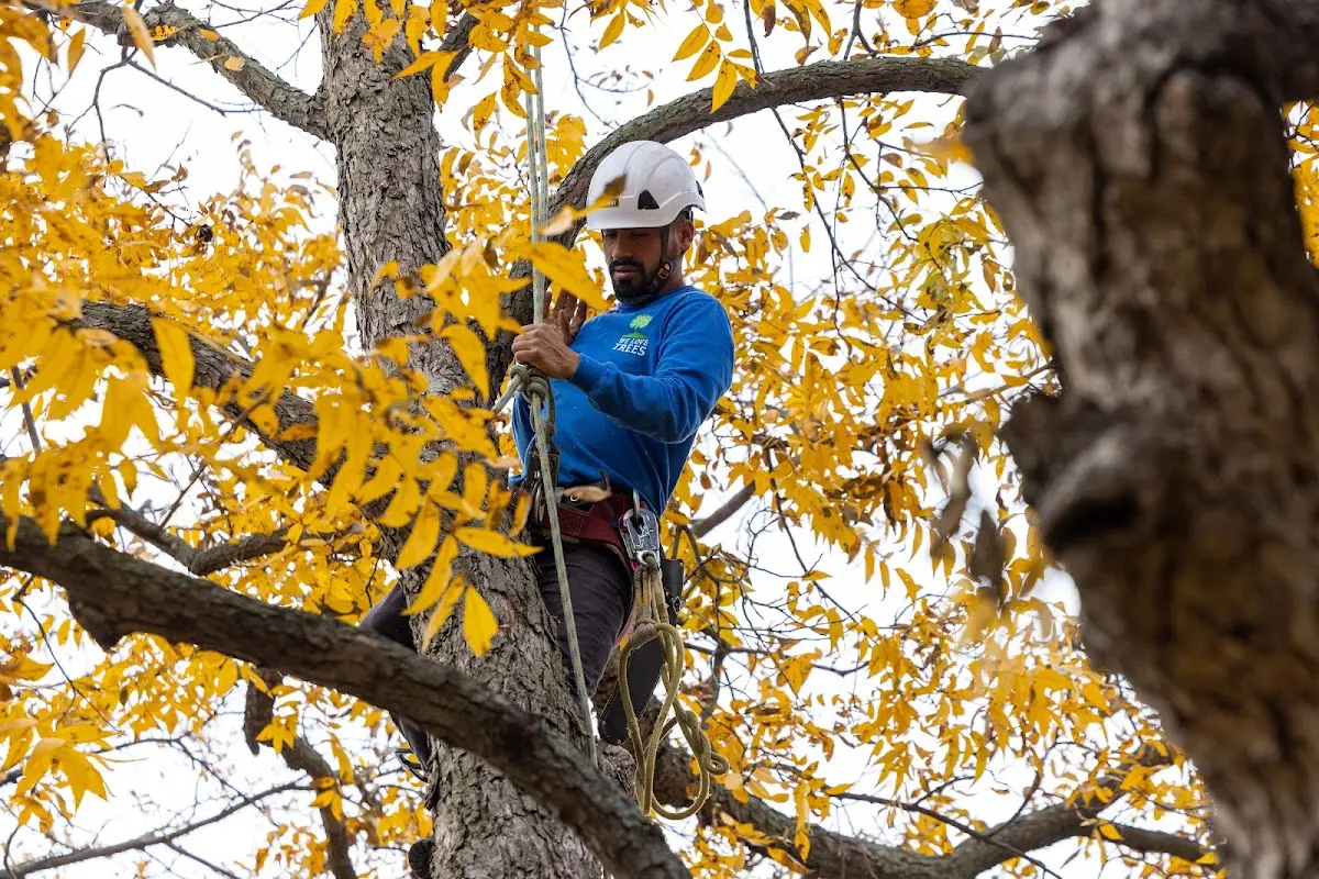 Skilled Dead Tree Removal crew working in Pinola